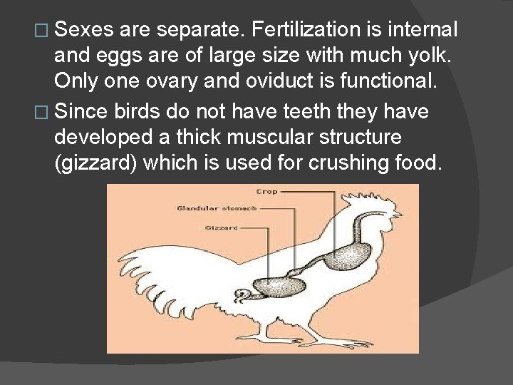 � Sexes are separate. Fertilization is internal and eggs are of large size with