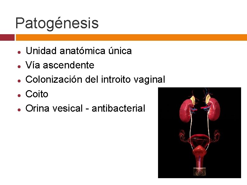 Patogénesis Unidad anatómica única Vía ascendente Colonización del introito vaginal Coito Orina vesical -