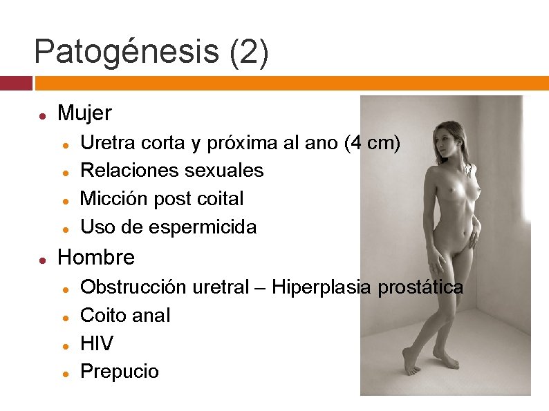 Patogénesis (2) Mujer Uretra corta y próxima al ano (4 cm) Relaciones sexuales Micción