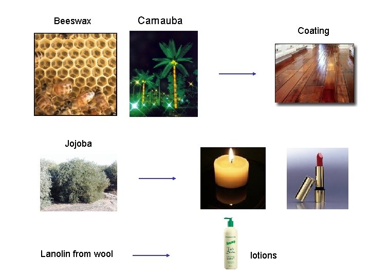 Beeswax Carnauba Coating Jojoba Lanolin from wool lotions 
