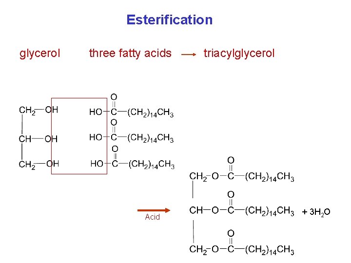 Esterification glycerol three fatty acids Acid triacylglycerol + 3 H 2 O 