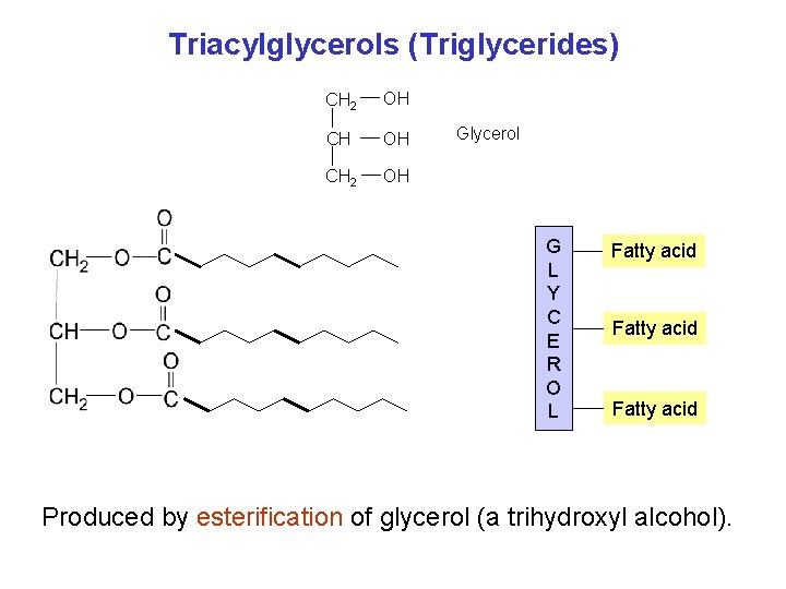 Triacylglycerols (Triglycerides) CH 2 OH Glycerol G L Y C E R O L