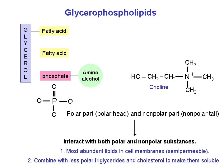 Glycerophospholipids G L Y C E R O L Fatty acid CH 3 phosphate