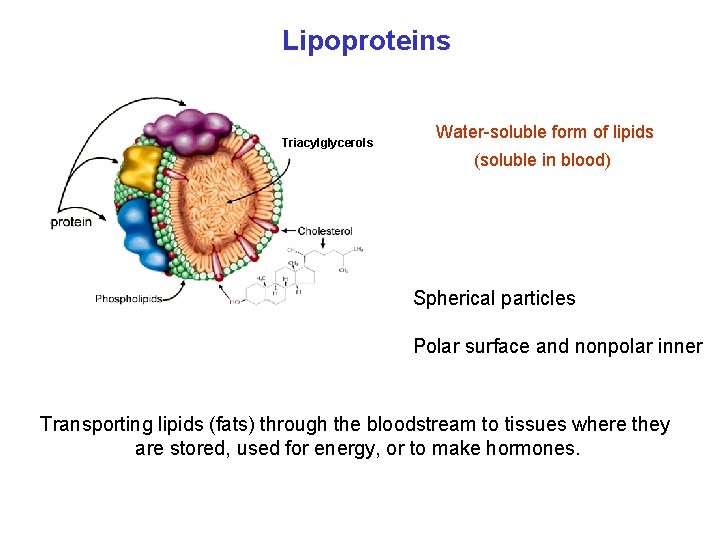 Lipoproteins Triacylglycerols Water-soluble form of lipids (soluble in blood) Spherical particles Polar surface and