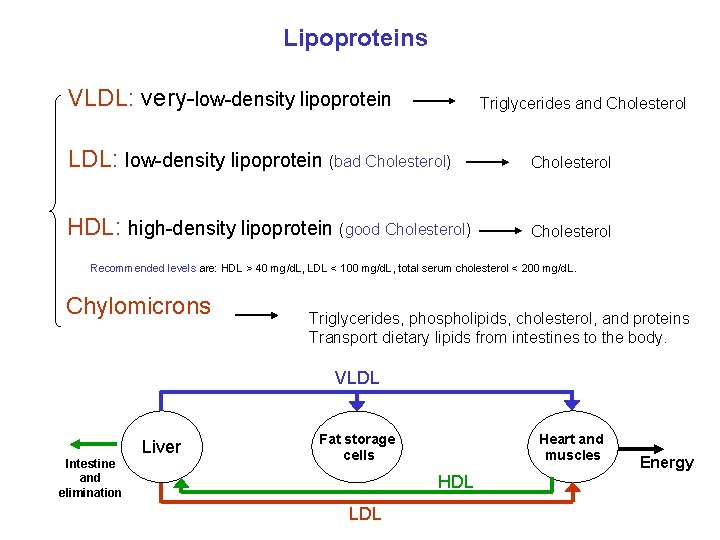 Lipoproteins VLDL: very-low-density lipoprotein Triglycerides and Cholesterol LDL: low-density lipoprotein (bad Cholesterol) Cholesterol HDL: