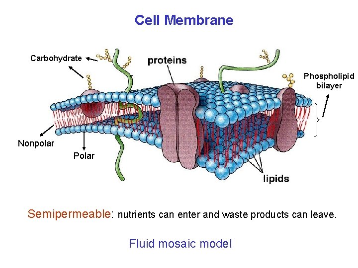Cell Membrane Carbohydrate Phospholipid bilayer Nonpolar Polar Semipermeable: nutrients can enter and waste products