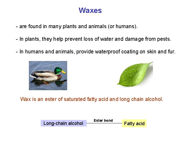 Waxes - are found in many plants and animals (or humans). - In plants,