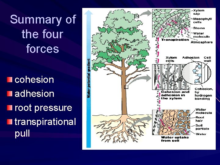 Summary of the four forces cohesion adhesion root pressure transpirational pull 