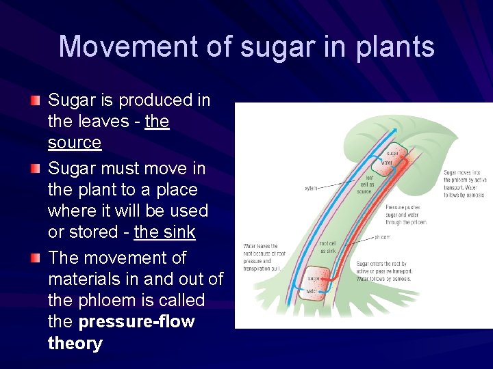 Movement of sugar in plants Sugar is produced in the leaves - the source