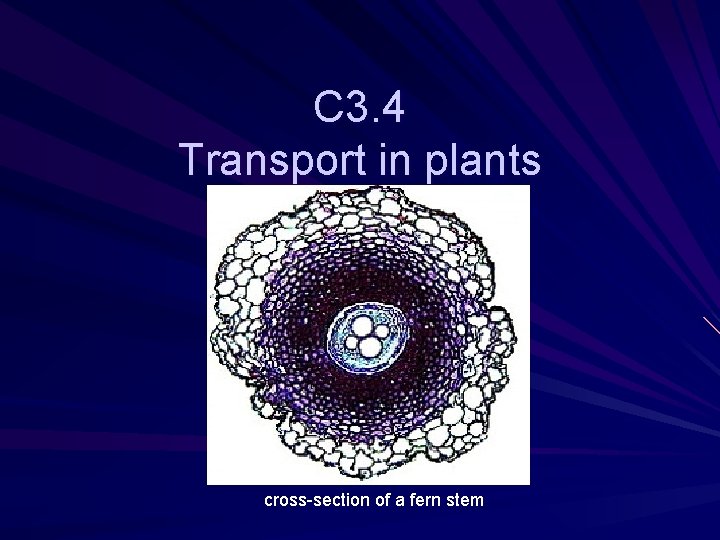 C 3. 4 Transport in plants cross-section of a fern stem 
