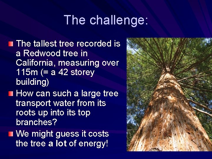 The challenge: The tallest tree recorded is a Redwood tree in California, measuring over