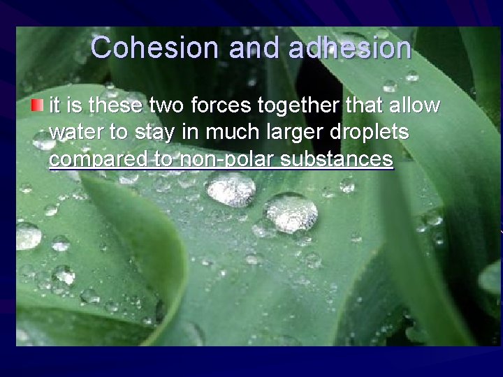 Cohesion and adhesion it is these two forces together that allow water to stay