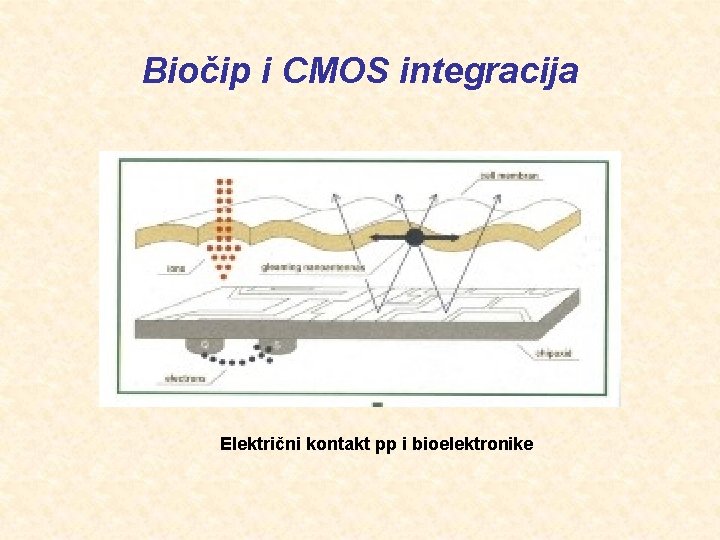 Biočip i CMOS integracija Električni kontakt pp i bioelektronike 