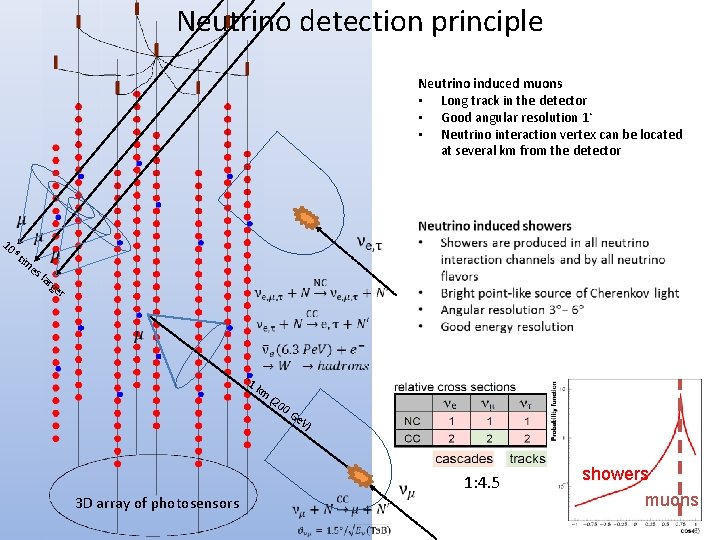 Neutrino detection principle Neutrino induced muons • Long track in the detector • Good