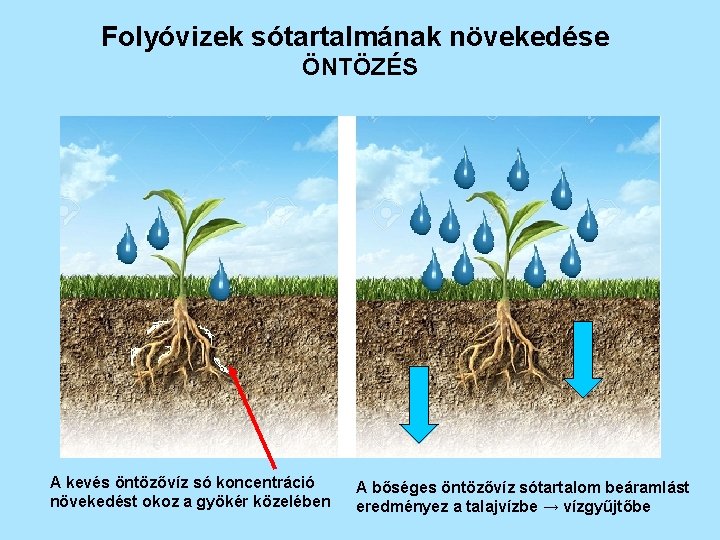 Folyóvizek sótartalmának növekedése ÖNTÖZÉS A kevés öntözővíz só koncentráció növekedést okoz a gyökér közelében