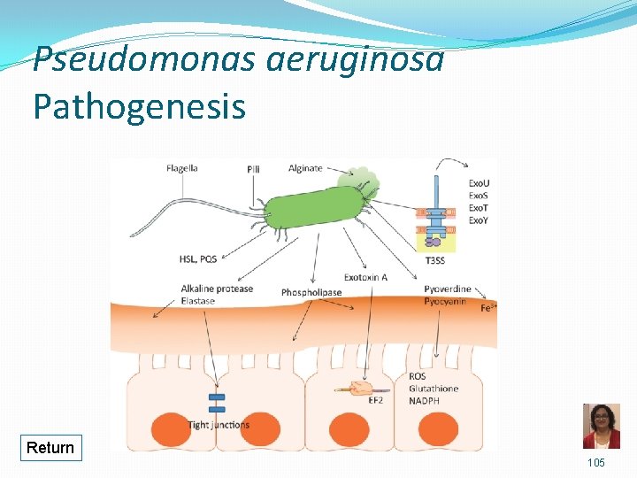 Pseudomonas aeruginosa Pathogenesis Return 105 