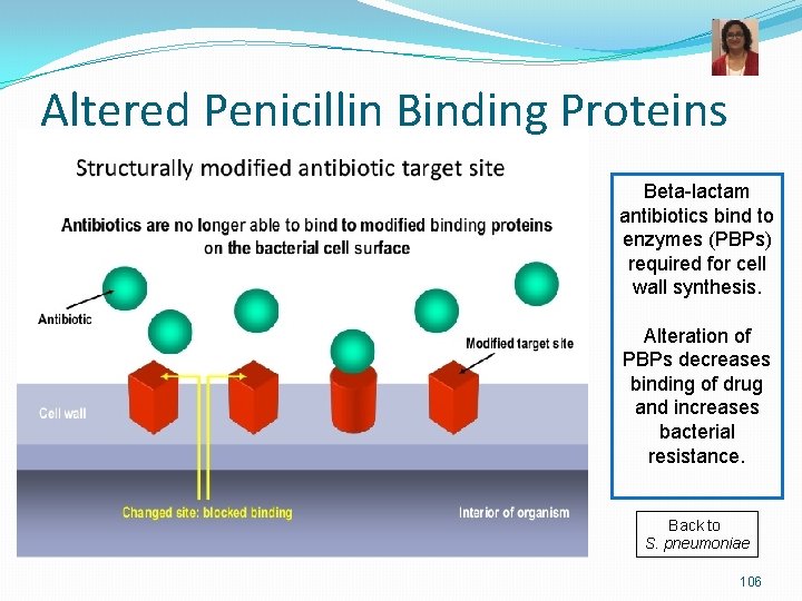 Altered Penicillin Binding Proteins Beta-lactam antibiotics bind to enzymes (PBPs) required for cell wall