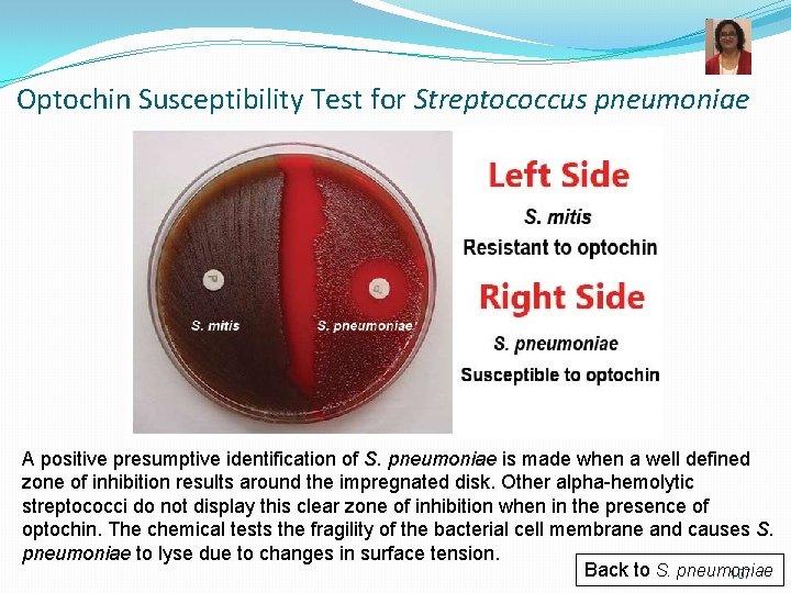 Optochin Susceptibility Test for Streptococcus pneumoniae A positive presumptive identification of S. pneumoniae is