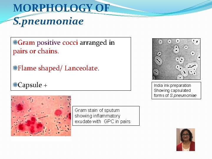 MORPHOLOGY OF S. pneumoniae Gram positive cocci arranged in pairs or chains. Flame shaped/