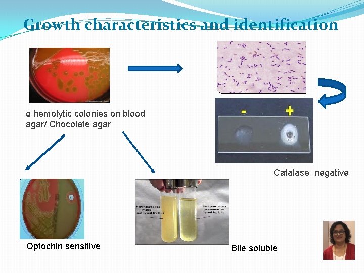 Growth characteristics and identification α hemolytic colonies on blood agar/ Chocolate agar Catalase negative