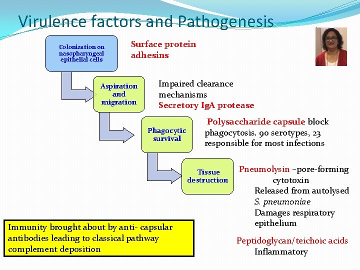Virulence factors and Pathogenesis Colonization on nasopharyngeal epithelial cells Surface protein adhesins Aspiration and