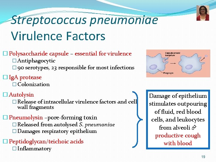 Streptococcus pneumoniae Virulence Factors � Polysaccharide capsule – essential for virulence � Antiphagocytic �