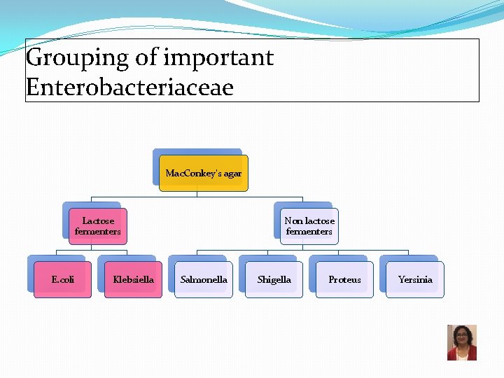 Grouping of important Enterobacteriaceae Mac. Conkey’s agar Lactose fermenters E. coli Klebsiella Non lactose
