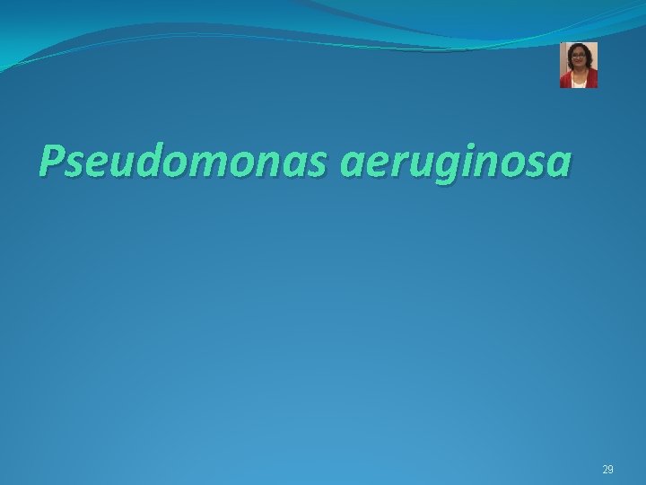 Pseudomonas aeruginosa 29 