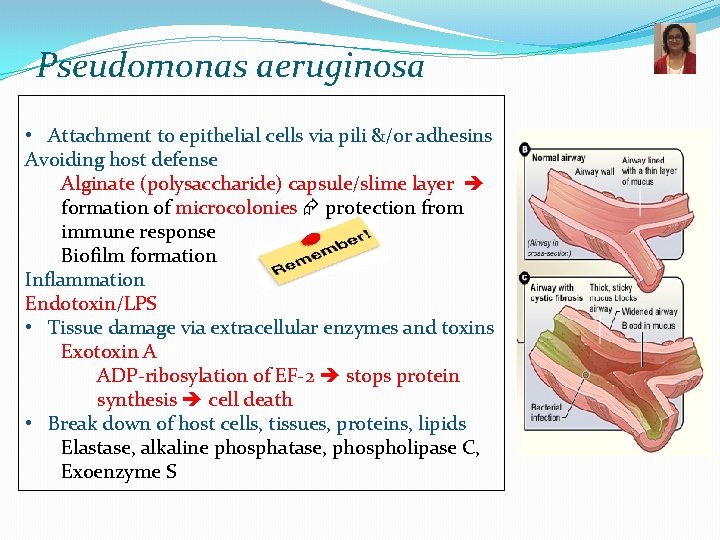 Pseudomonas aeruginosa • Attachment to epithelial cells via pili &/or adhesins Avoiding host defense