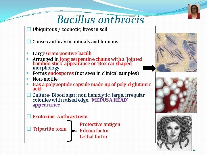 Bacillus anthracis � Ubiquitous / zoonotic, lives in soil � Causes anthrax in animals