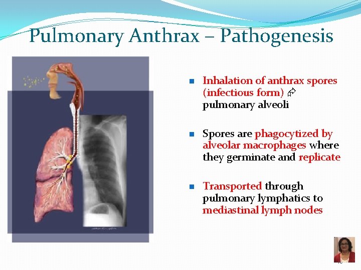 Pulmonary Anthrax – Pathogenesis n n n Inhalation of anthrax spores (infectious form) pulmonary