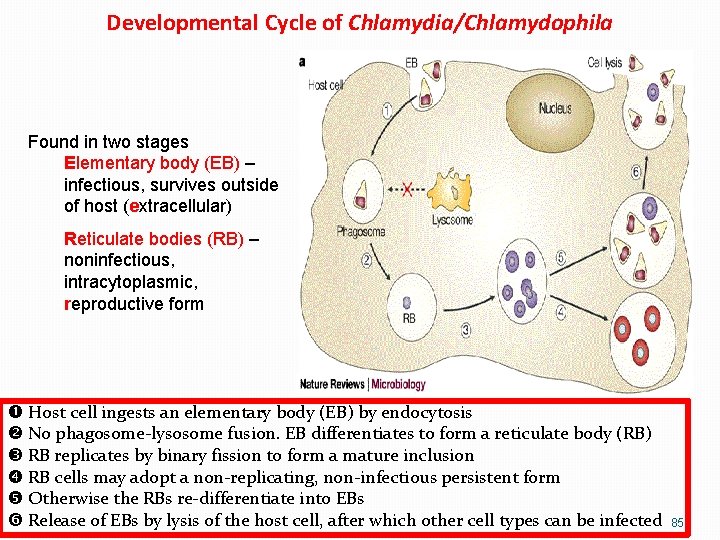 Developmental Cycle of Chlamydia/Chlamydophila Found in two stages Elementary body (EB) – infectious, survives