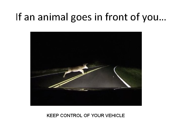 If an animal goes in front of you… KEEP CONTROL OF YOUR VEHICLE 