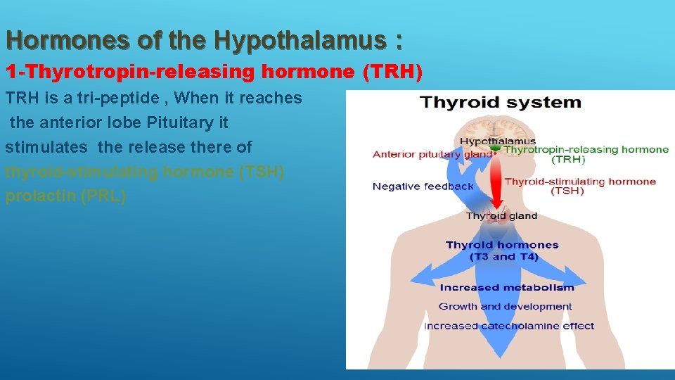 Hormones of the Hypothalamus : 1 -Thyrotropin-releasing hormone (TRH) TRH is a tri-peptide ,