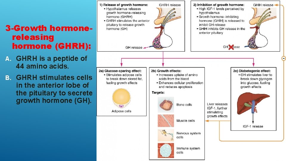 3 -Growth hormonereleasing hormone (GHRH): A. GHRH is a peptide of 44 amino acids.