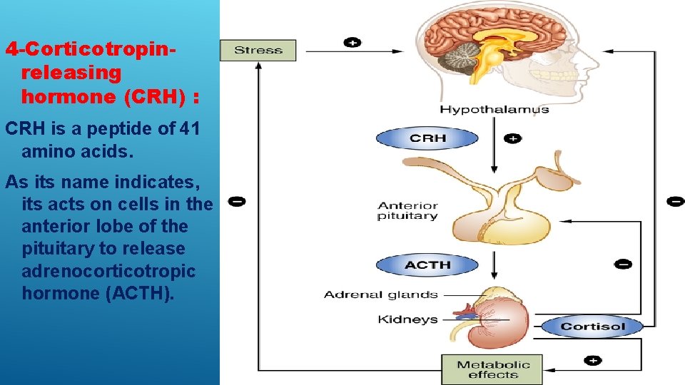 4 -Corticotropinreleasing hormone (CRH) : CRH is a peptide of 41 amino acids. As