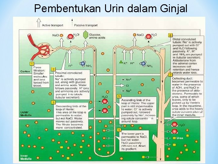 Pembentukan Urin dalam Ginjal 