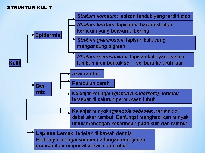 STRUKTUR KULIT Stratum korneum: lapisan tanduk yang terdiri atas sel – sel lusidum: mati