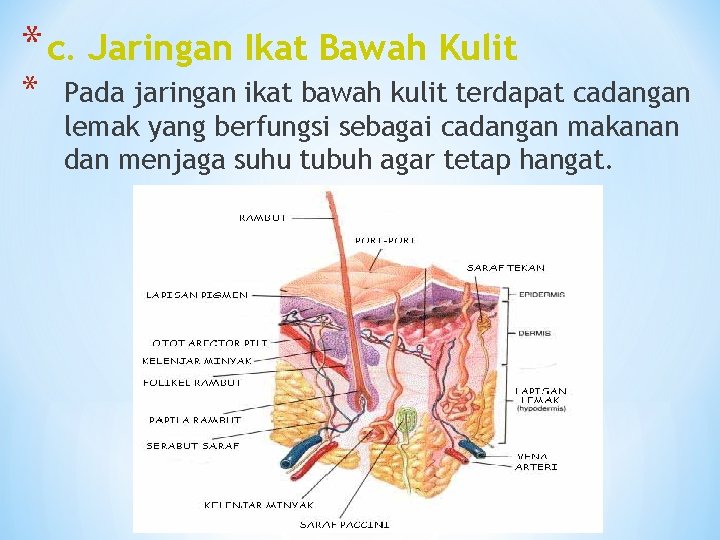 * c. Jaringan Ikat Bawah Kulit * Pada jaringan ikat bawah kulit terdapat cadangan