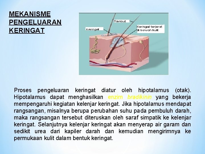 MEKANISME PENGELUARAN KERINGAT Proses pengeluaran keringat diatur oleh hipotalamus (otak). Hipotalamus dapat menghasilkan enzim