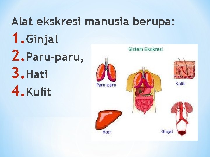 Alat ekskresi manusia berupa: 1. Ginjal 2. Paru-paru, 3. Hati 4. Kulit 