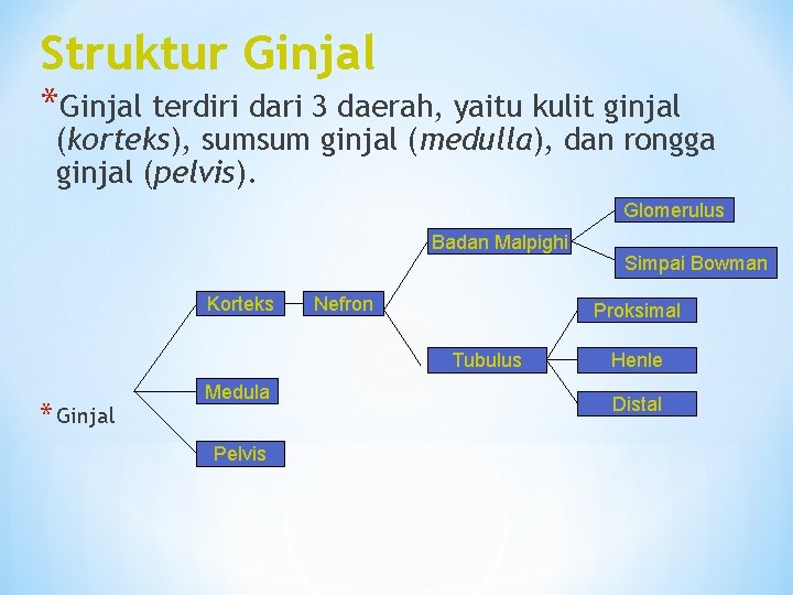 Struktur Ginjal *Ginjal terdiri dari 3 daerah, yaitu kulit ginjal (korteks), sumsum ginjal (medulla),