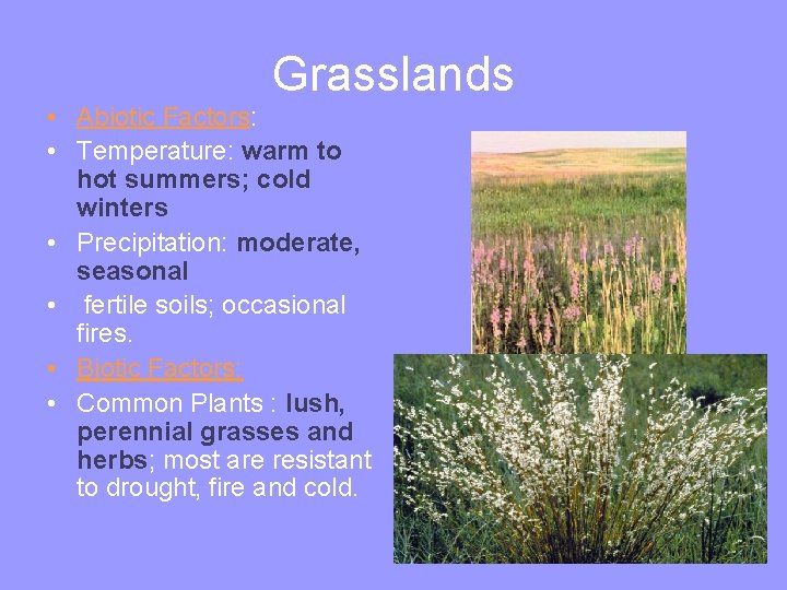Grasslands • Abiotic Factors: • Temperature: warm to hot summers; cold winters • Precipitation: