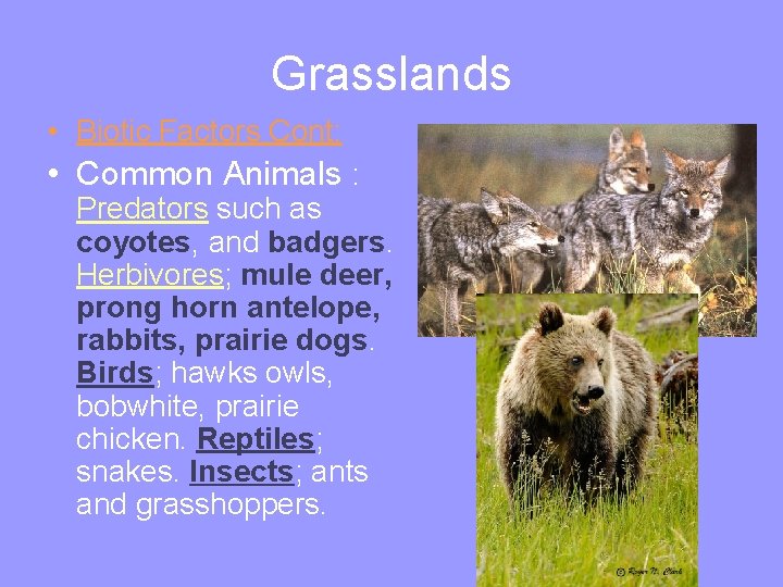 Grasslands • Biotic Factors Cont: • Common Animals : Predators such as coyotes, and