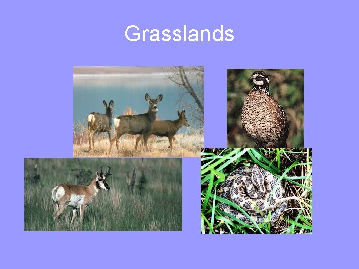 Grasslands 