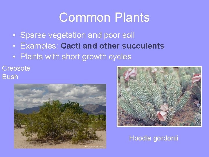 Common Plants • Sparse vegetation and poor soil • Examples: Cacti and other succulents