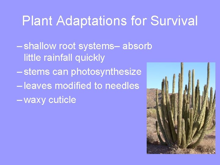 Plant Adaptations for Survival – shallow root systems– absorb little rainfall quickly – stems