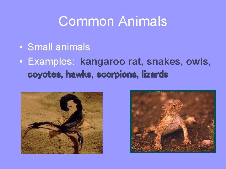 Common Animals • Small animals • Examples: kangaroo rat, snakes, owls, coyotes, hawks, scorpions,