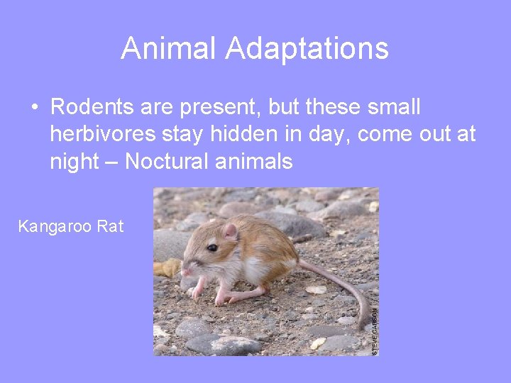 Animal Adaptations • Rodents are present, but these small herbivores stay hidden in day,