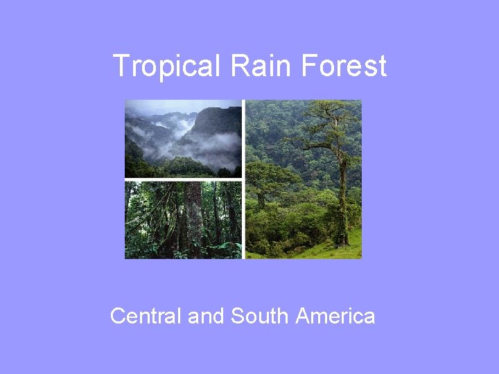 Tropical Rain Forest Central and South America 